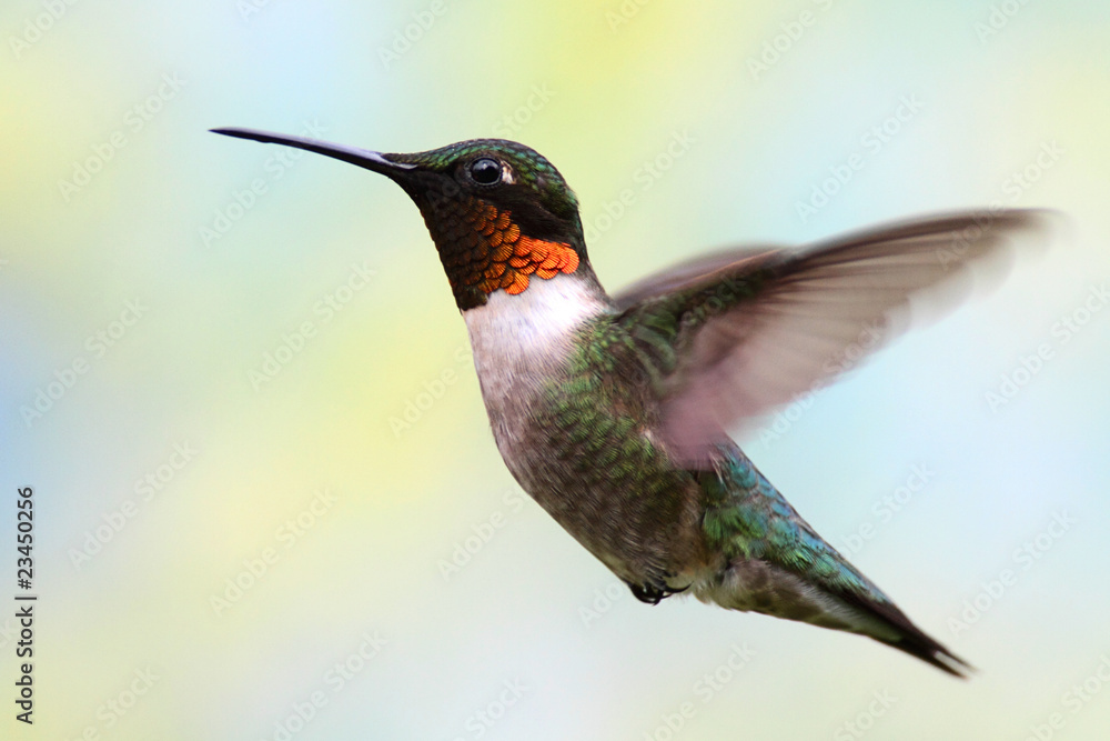 Fototapeta premium Ruby-throated Hummingbird In Flight