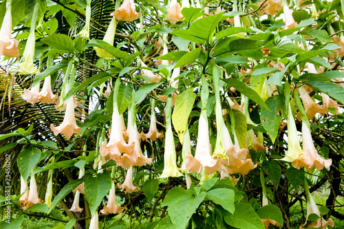 angel´s trumpets (Brugmansia Versicolor), Grenada photo