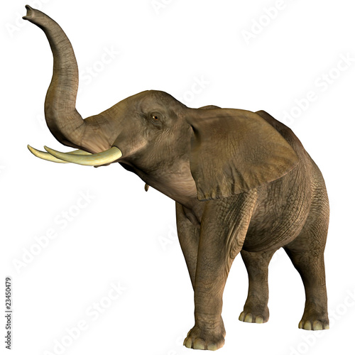 Elefant trompetet