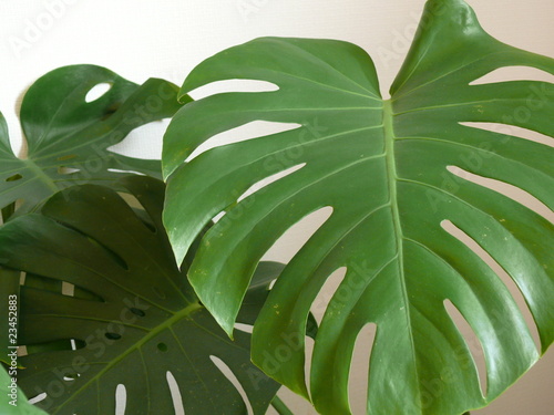 Augusta 観葉植物