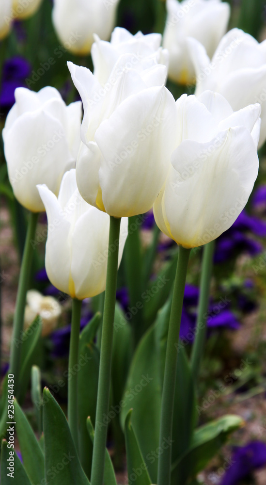 White tulips White tulips