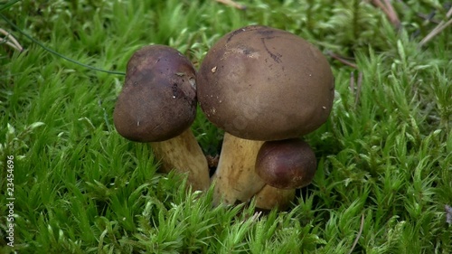 Three polskie mushrooms