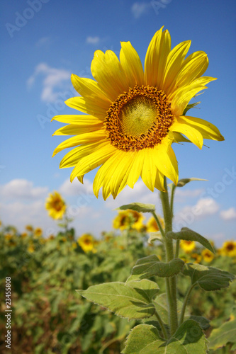 Beautiful sunflower