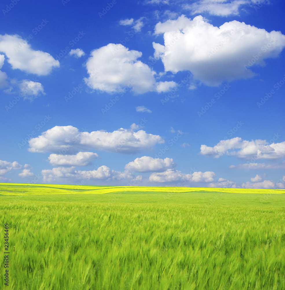 field field