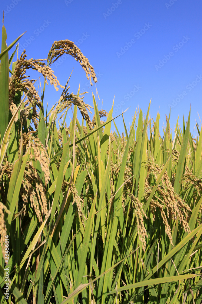 rice scenery