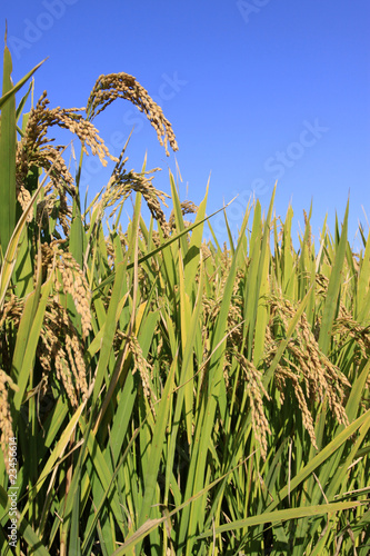 Obraz na płótnie rice scenery w salonie