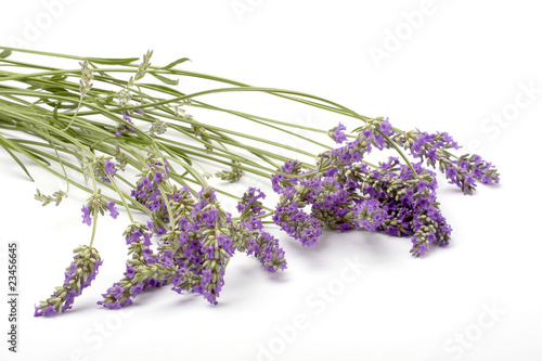 lavanda