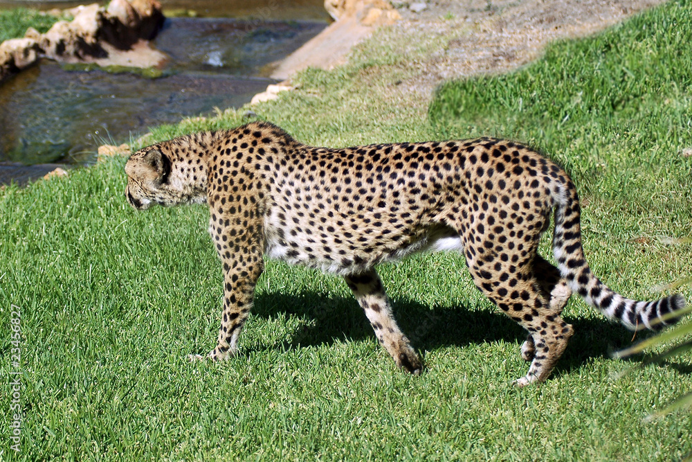 Fototapeta premium Cheetah