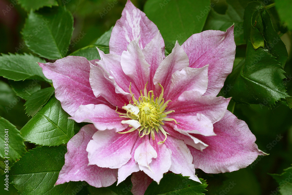 Clematis ganz groß Clematis ganz groß