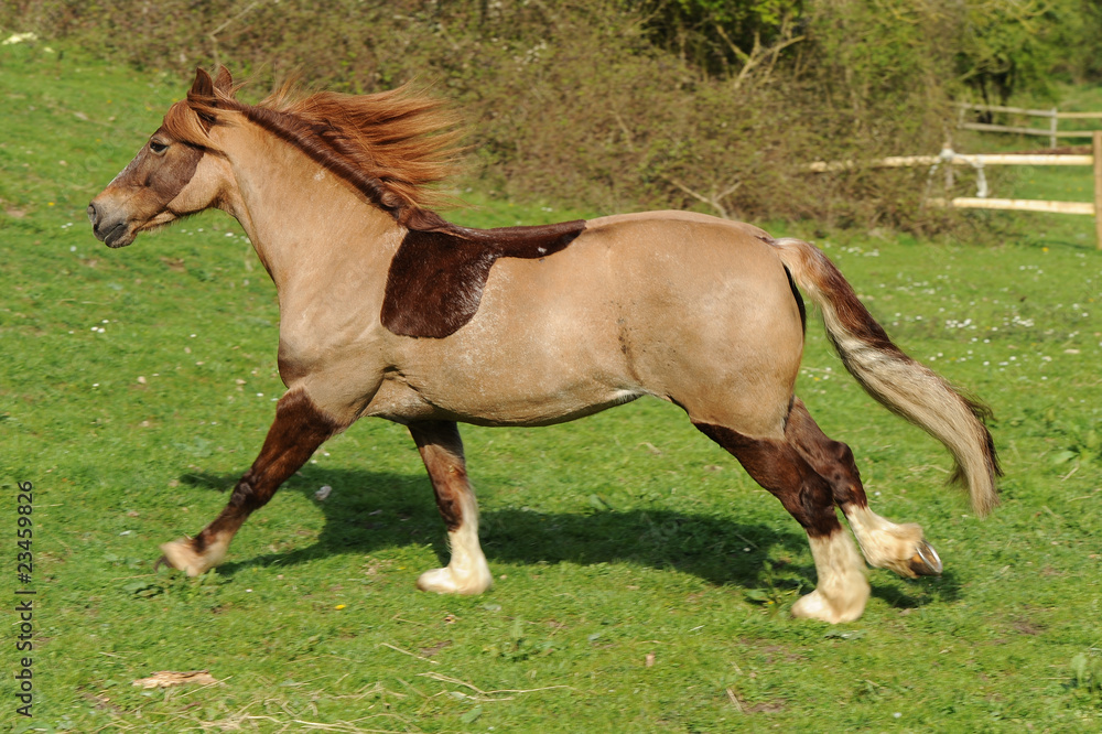 A horse running in field