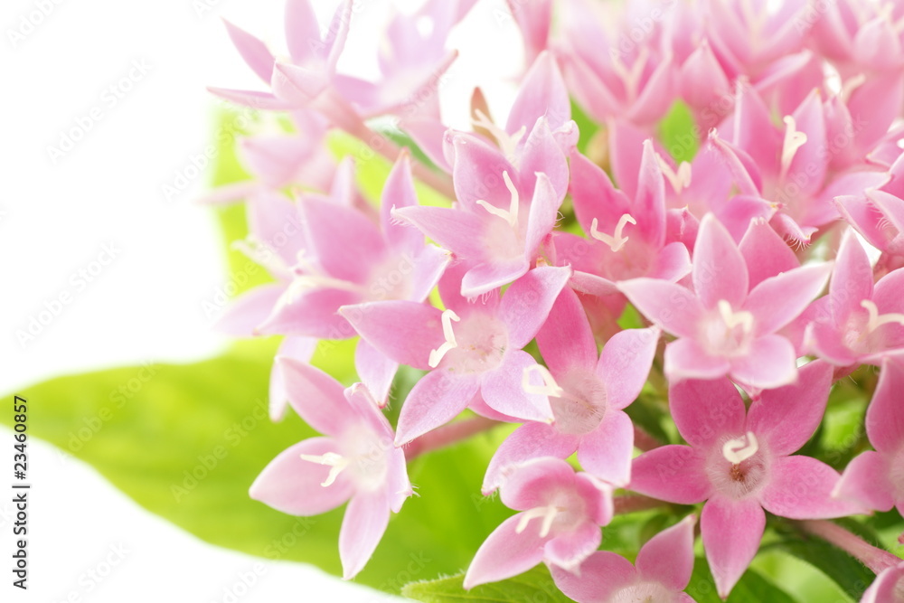pentas pentas