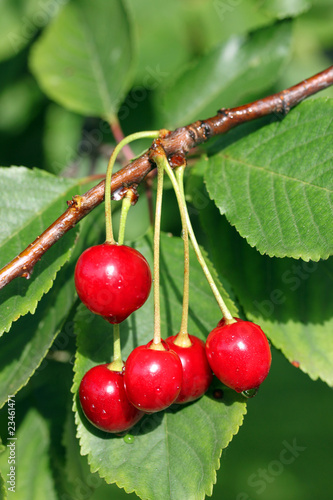 Cherries
