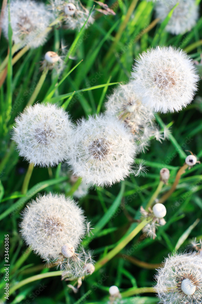 Dandelions in the field Dandelions in the field