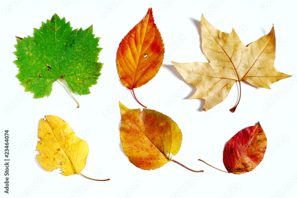 Different shaped and colored leaves