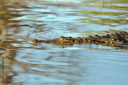 Crocodile silently floating