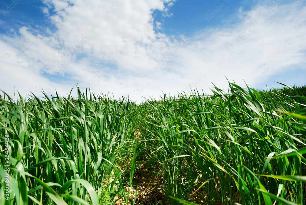 Obraz premium Path through wheat