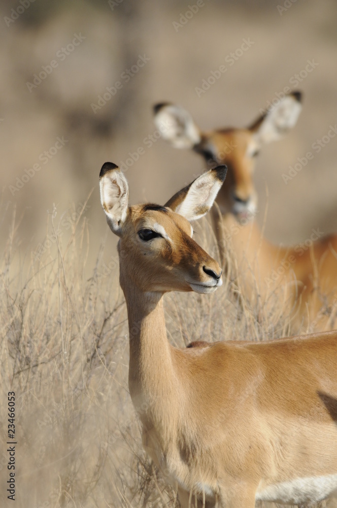 Fototapeta premium The Gerenuk (Litocranius walleri), Kenya, Africa