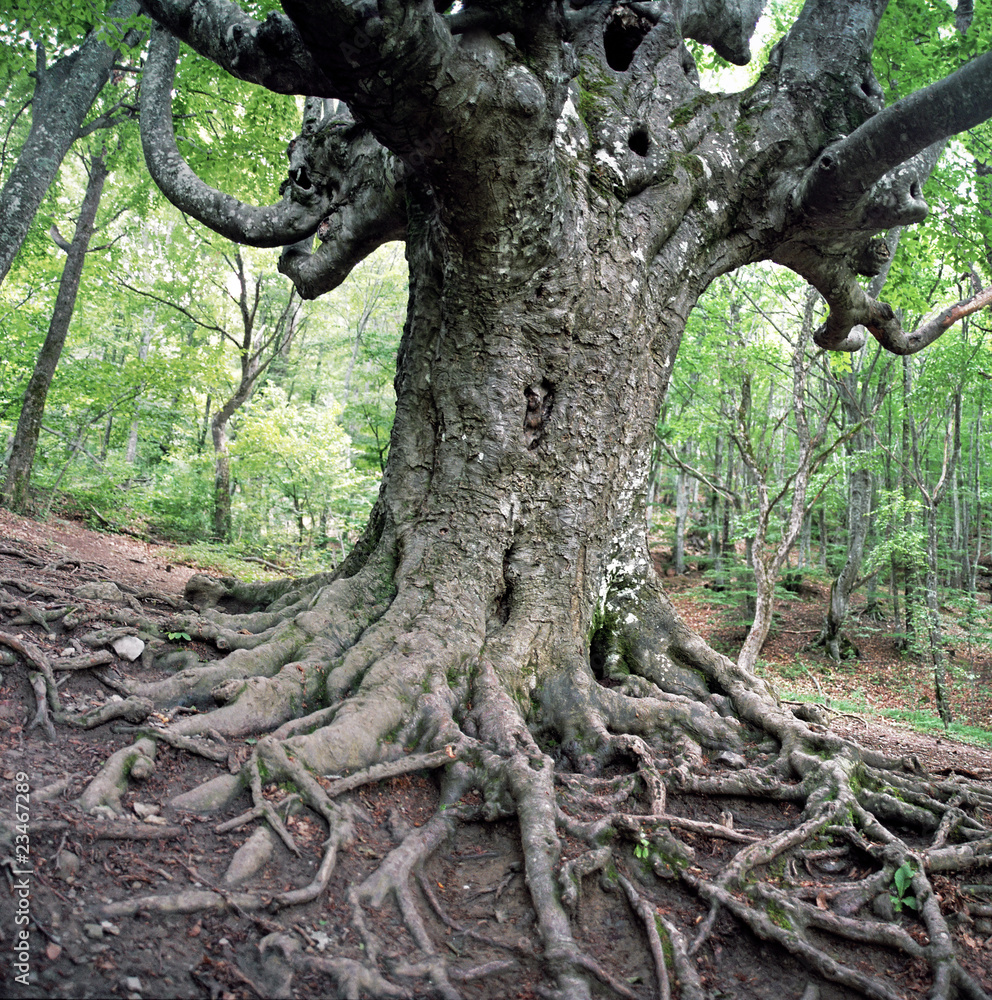 old beech tree