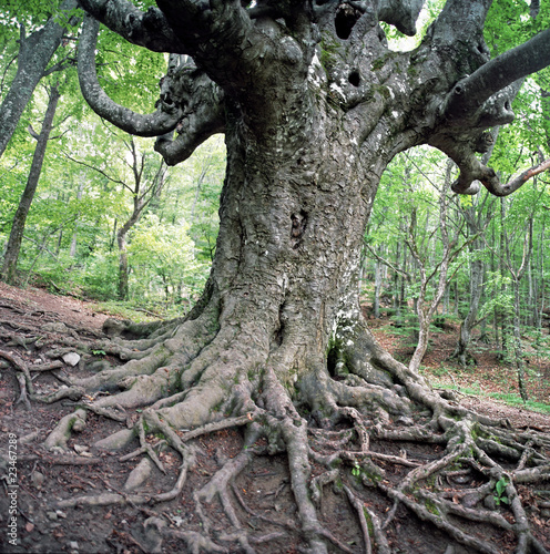 old beech tree