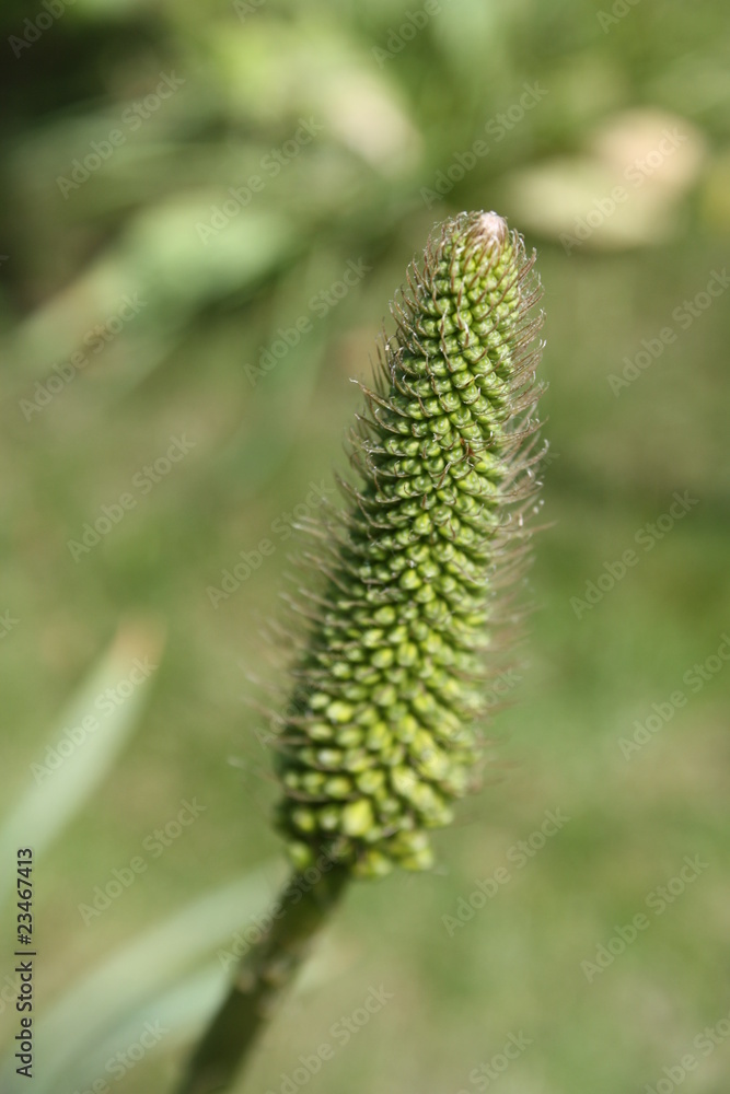 kleopatranadel kleopatranadel