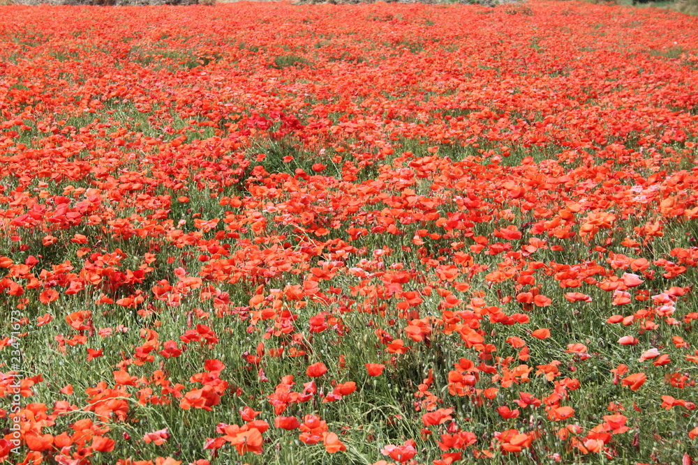 Océan de coquelicots