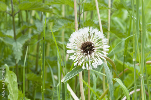 Gewöhnliche Löwenzahn - Taraxacum photo