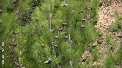 Fir cones in the wind