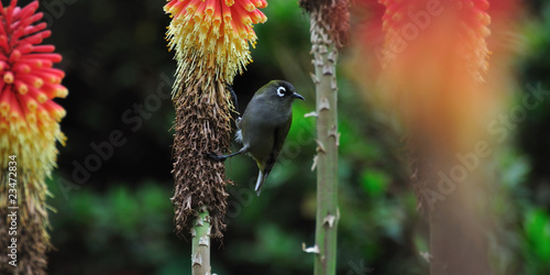 Fotografia oiseau