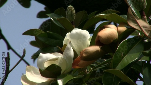 Magnolia