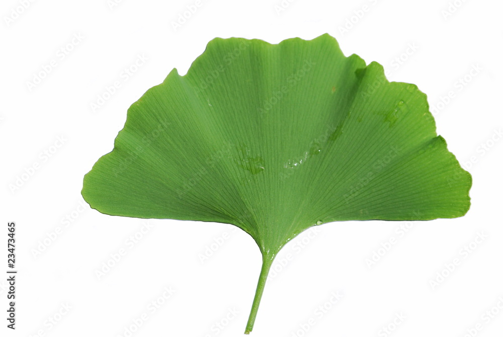Fototapeta premium Ginkgo Biloba Freisteller Nahaufnahme