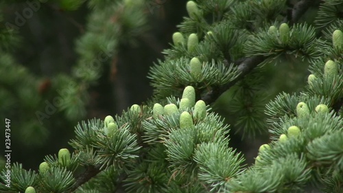 Small fir cones