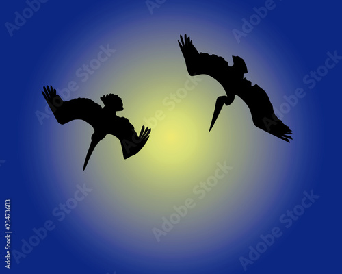 Two diving pelicans