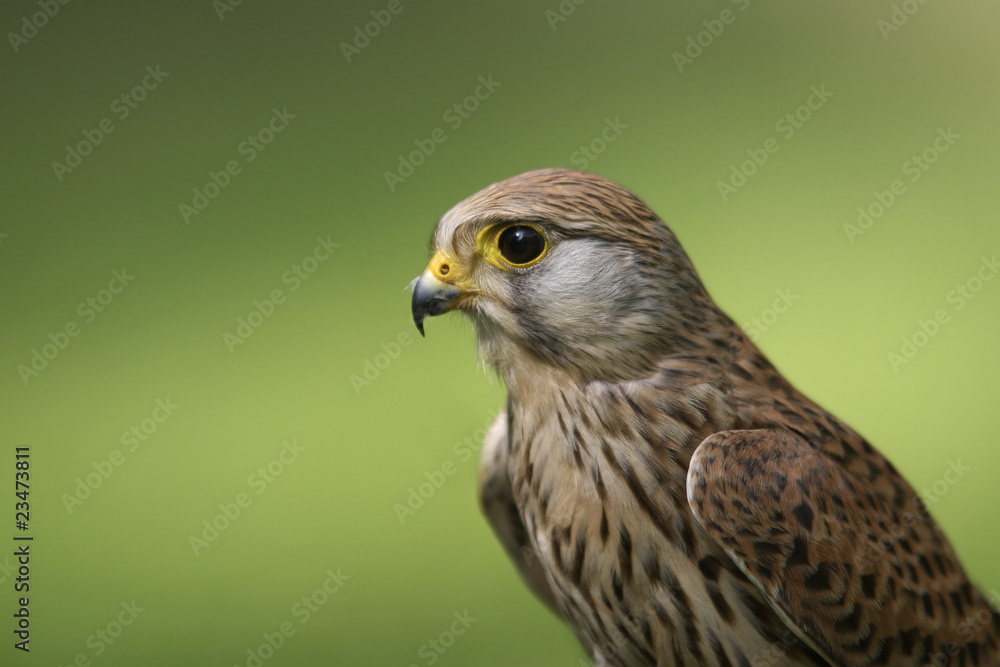 Falke vor grünem Hintergrund Falke vor grünem Hintergrund