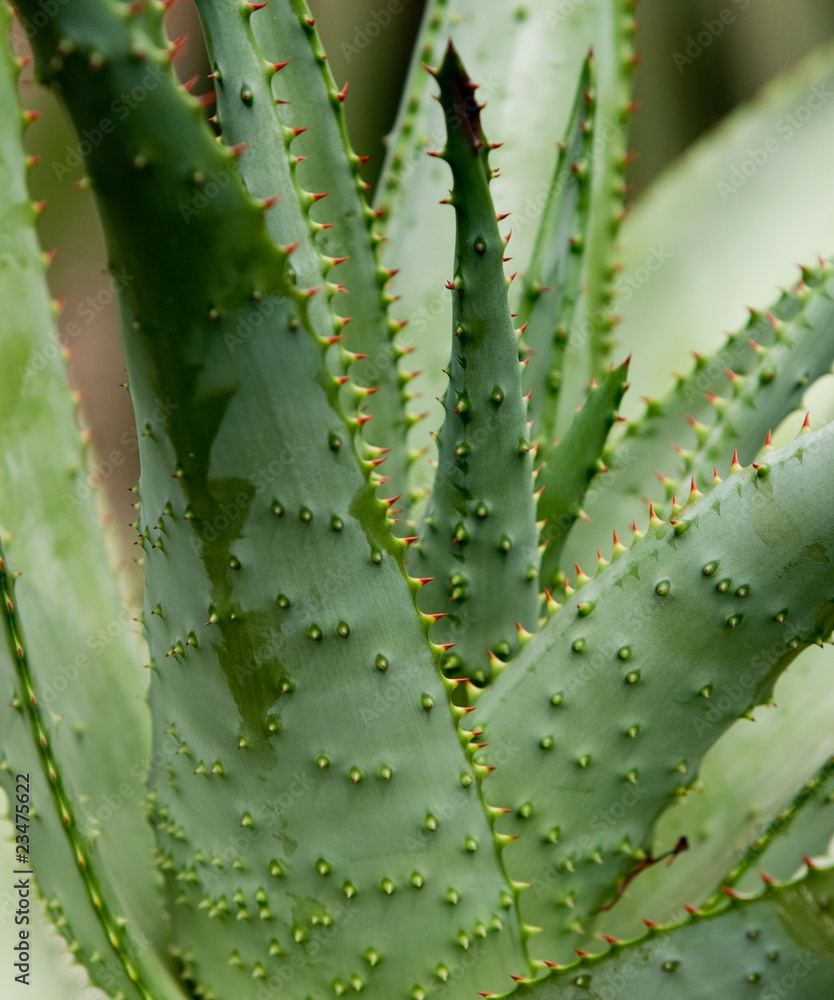Aloe Aloe