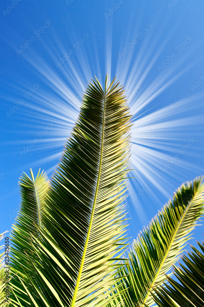 Fun sun and green leaves of palm.