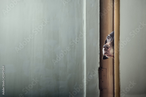 Hide and seek © Arman Zhenikeyev