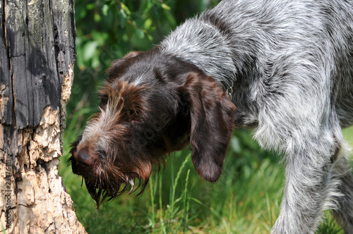 Schnüffelnder Jagdhund photo