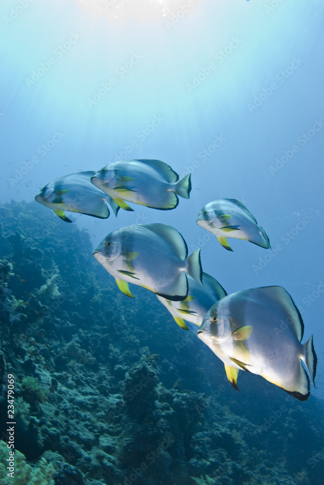 Fototapeta premium Small school of Circular batfish.