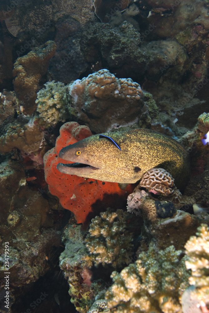 Yellowmargin moray eel.