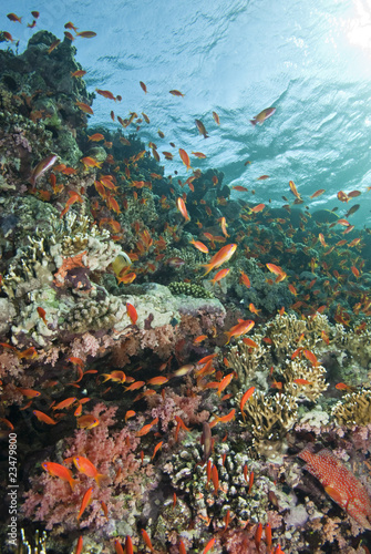 Colourful tropical coral reefscape.