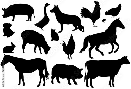 farm animals