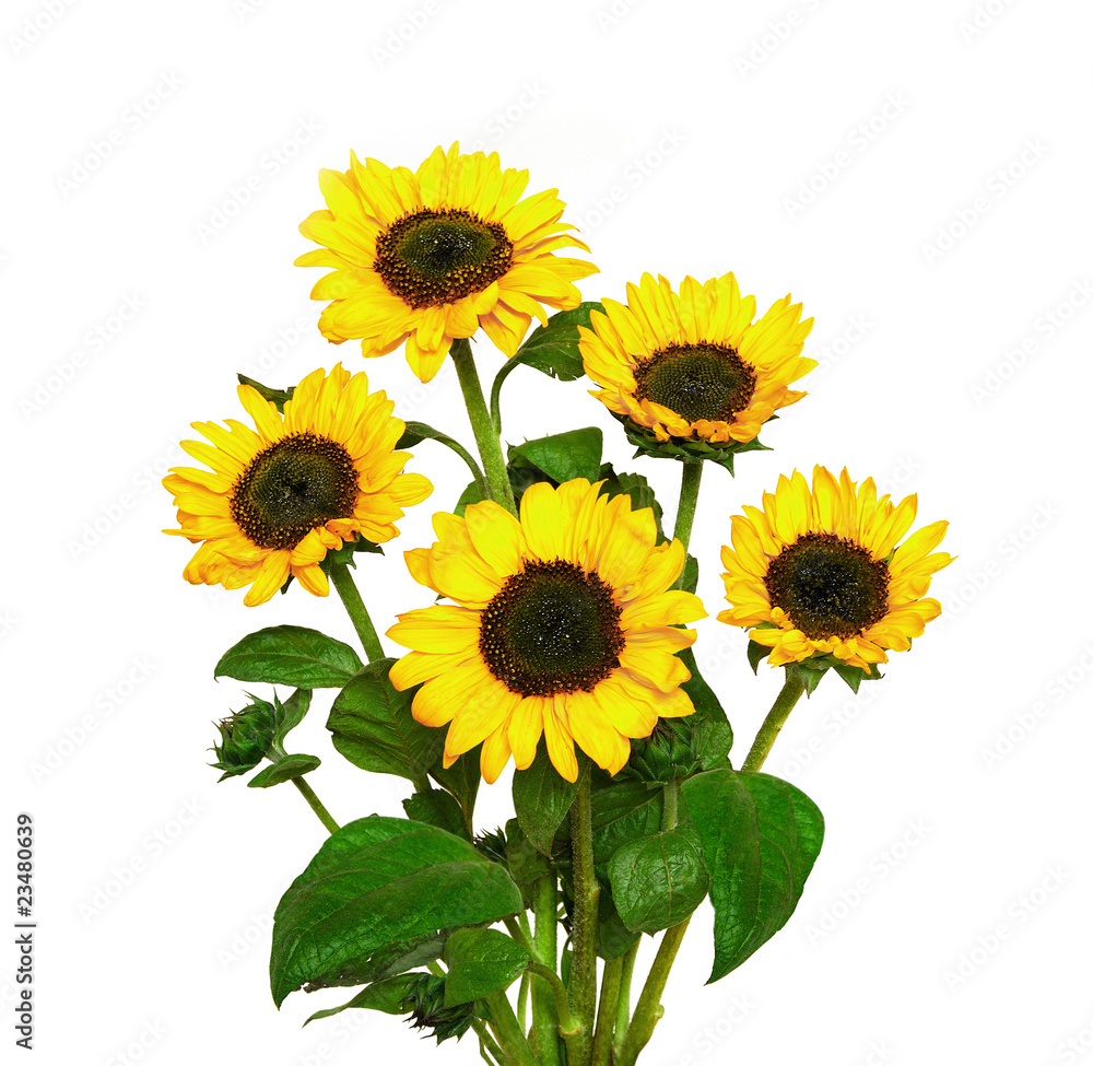 Fototapeta premium Bouquet of sunflowers, isolated on white background
