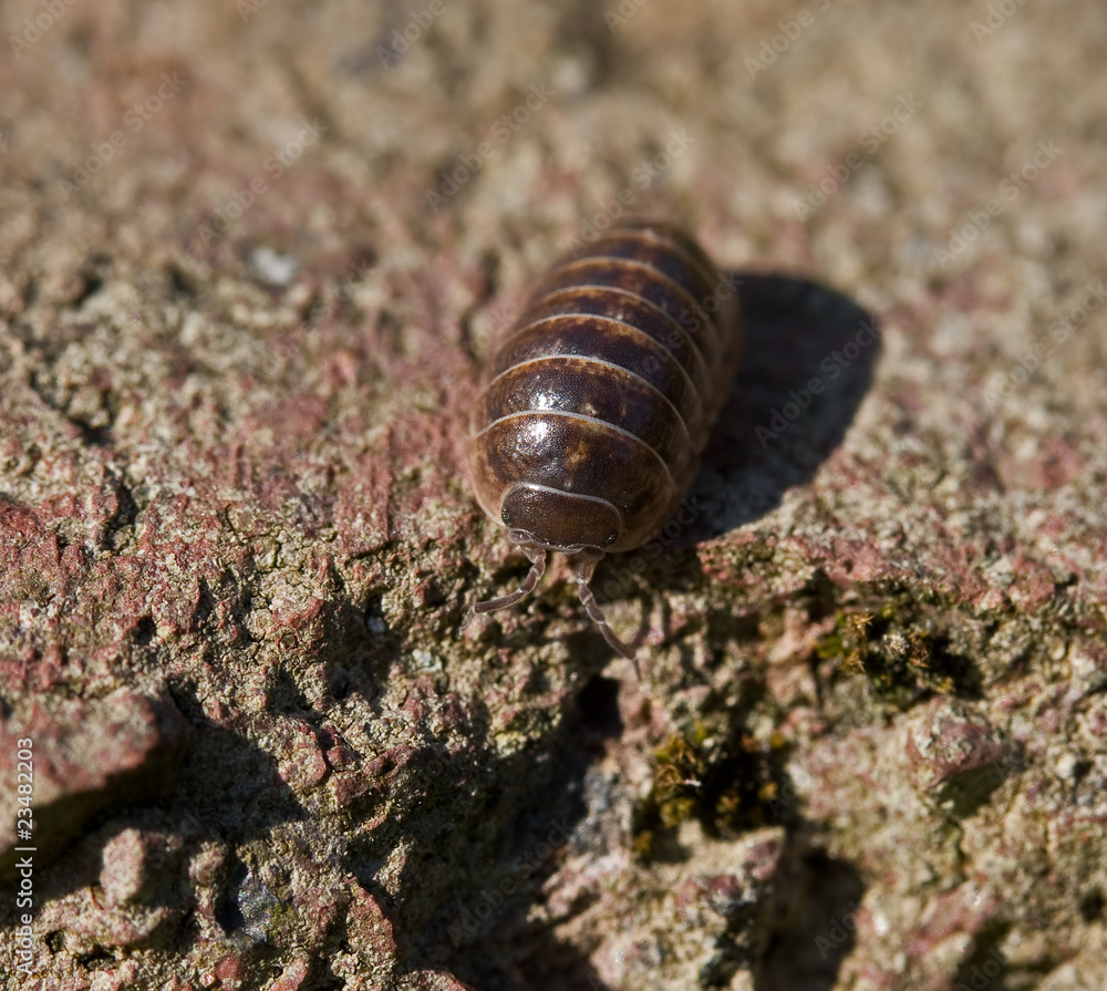 Common Pill Woodlouse Common Pill Woodlouse