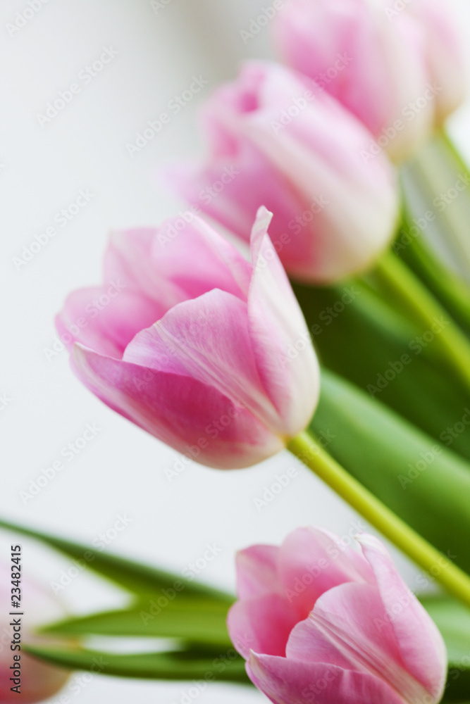 pink flower tulips