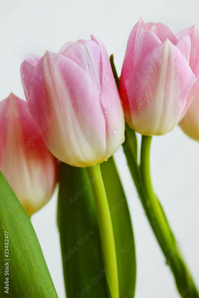 Fototapeta premium pink flower tulips