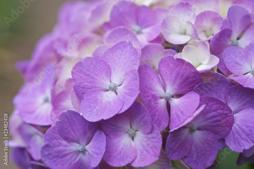 紫色の紫陽花 © frotto