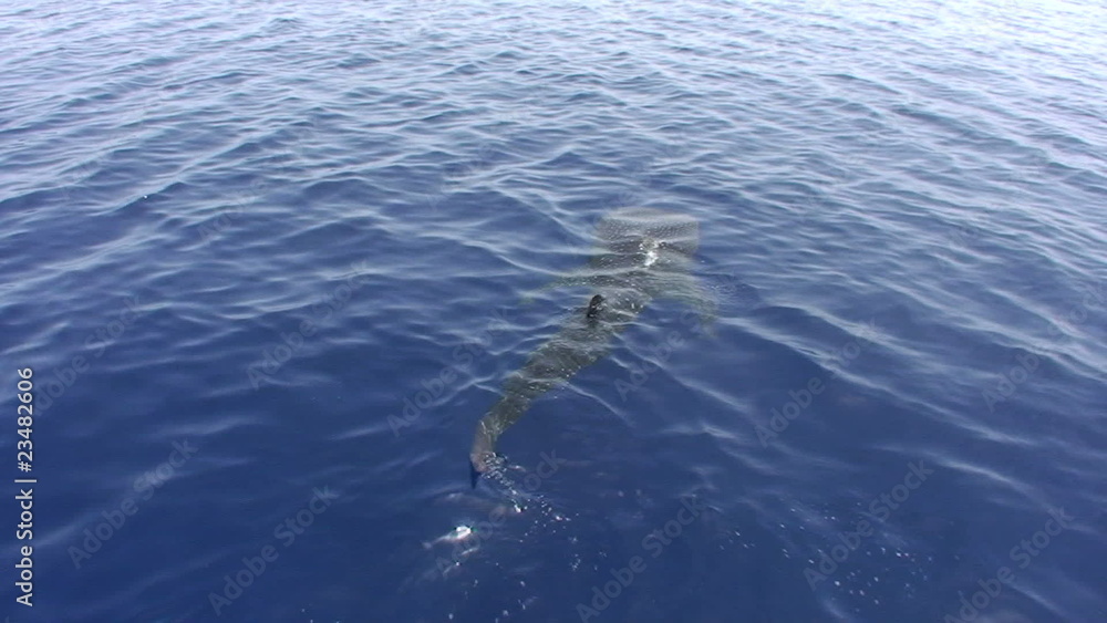 Juvenile whale shark at the surface Juvenile whale shark at the surface