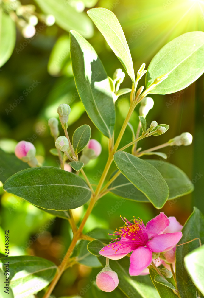 Obraz premium Pink myrtle