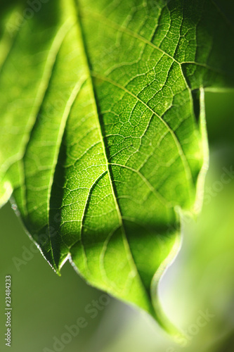 Green sheet on a gleam photo