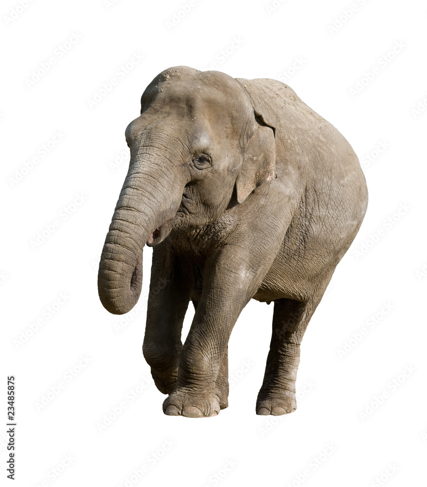 Obraz premium Elefant